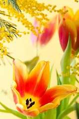 Image showing Spring bouquet with a mimosa and tulips