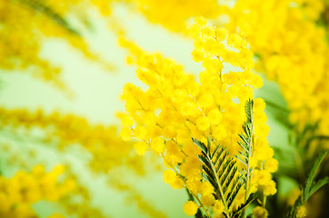 Image showing Spring bouquet with a mimosa