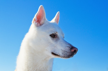 Image showing Portrait of a white dog