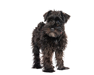 Image showing miniature schnauzer is isolated on a white background