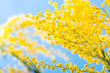 Image showing Spring bouquet with a branch of a blossoming acacia tree