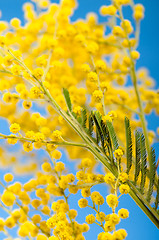 Image showing Spring bouquet with a branch of a blossoming mimosa