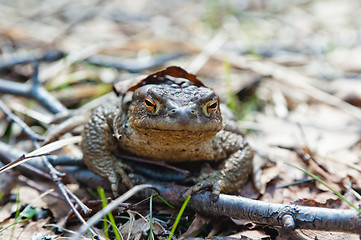 Image showing The toad who has woken up after hibernation