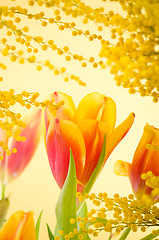 Image showing Spring bouquet with a mimosa and tulips