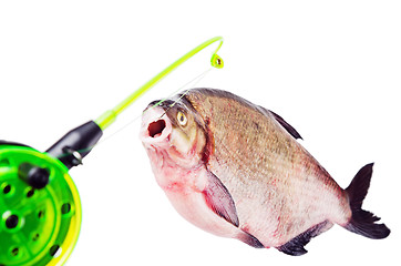 Image showing Bream on the hook is isolated on a white background