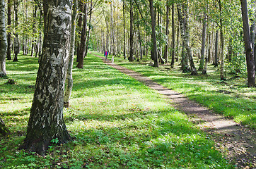 Image showing The deserted avenue shined by solar beams in autumn park