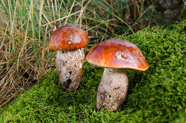 Image showing closeup pair wet mushrooms red cap moss wet forest 