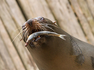 Image showing South American Sea Lion (Otaria flavescens)