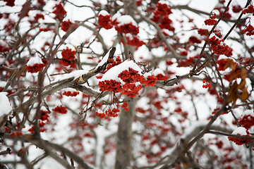 Image showing Ashberry under snow