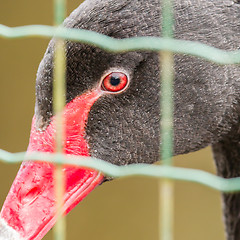 Image showing Black swan (Cygnus atratus) in captivity