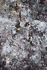 Image showing Moss over stone