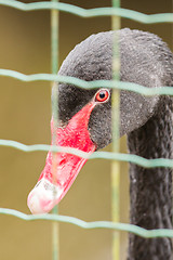 Image showing Black swan (Cygnus atratus) in captivity