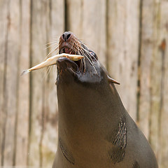 Image showing South American Sea Lion (Otaria flavescens)