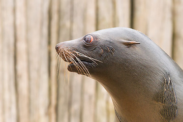 Image showing South American Sea Lion (Otaria flavescens)