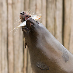 Image showing South American Sea Lion (Otaria flavescens)