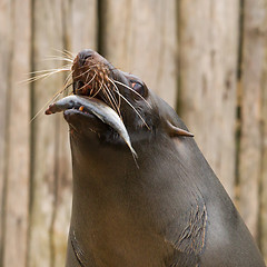 Image showing South American Sea Lion (Otaria flavescens)