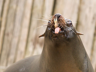 Image showing South American Sea Lion (Otaria flavescens)