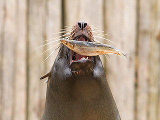 Image showing South American Sea Lion (Otaria flavescens)