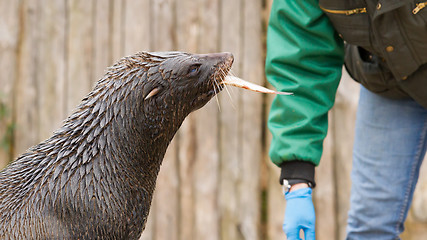 Image showing South American Sea Lion (Otaria flavescens)