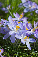 Image showing Crocus