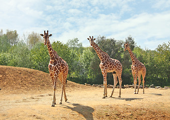 Image showing Family of giraffes