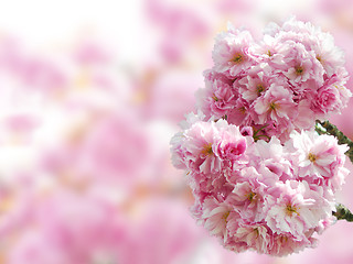 Image showing Japanese cherry blossoms