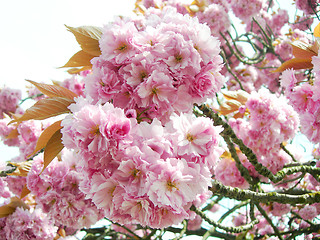 Image showing Pink Japanese cherry blossoms