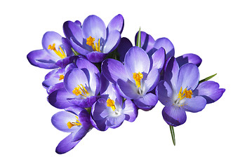 Image showing Crocus Flowers