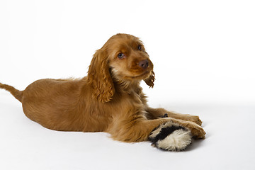 Image showing Cocker Spaniel puppy