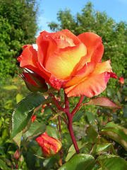 Image showing Orange Rose in Garden