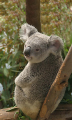 Image showing koala