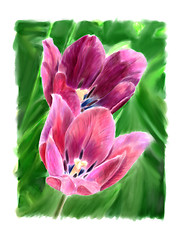 Image showing Two flowering tulip