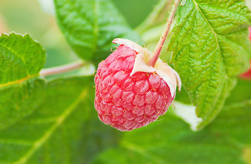 Image showing red raspberries