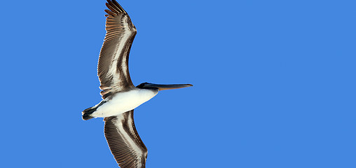 Image showing Bird in flight