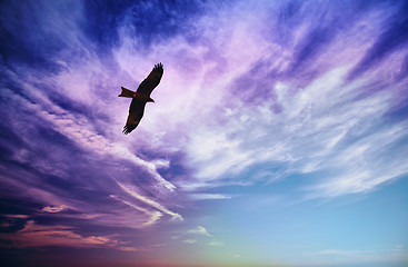 Image showing Bird of prey fly in blue cloudy sky