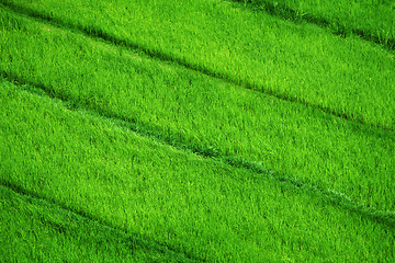 Image showing Rice fields. View from above