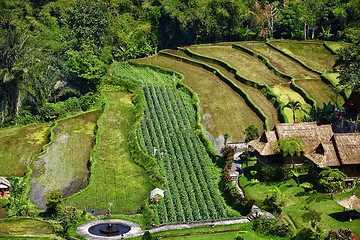 Image showing Young green rice