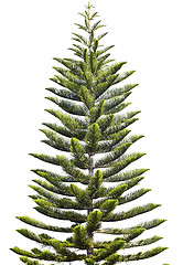 Image showing Norfolk Island Pine
