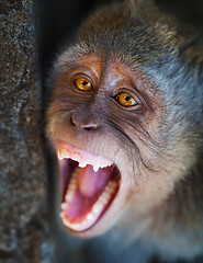 Image showing Portrait of aggressive monkey close up