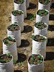 Image showing Strawberry plants