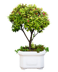 Image showing Bonsai tree