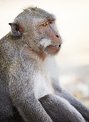Image showing Relaxed monkey
