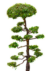 Image showing Bonsai tree isolated over white