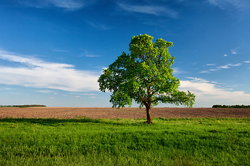 Image showing Lonely tree on near the arable land