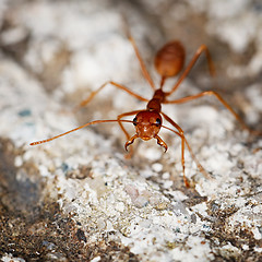 Image showing One weaver ant on stone background