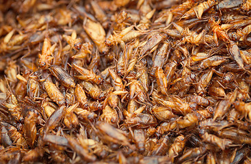 Image showing Edible insects - fried in oil crickets