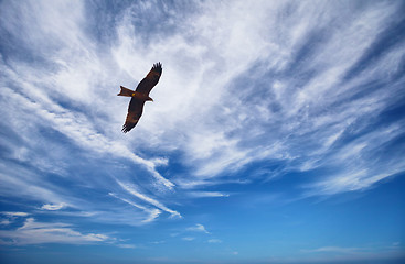 Image showing Black Kite in blue cloudy sky