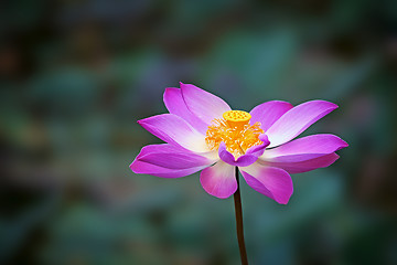 Image showing Blooming lotus