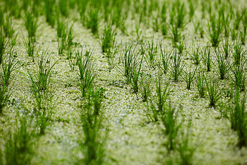 Image showing Young green rice sprouts