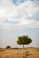 Image showing Lonely tree